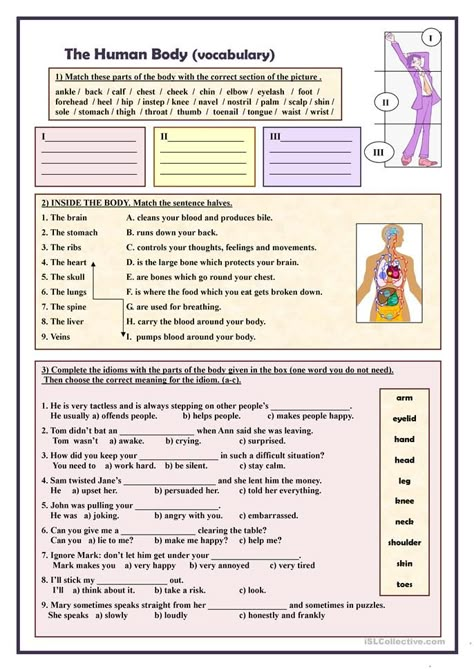 The Human body (vocabulary) worksheet - Free ESL printable worksheets made by teachers Body Worksheet, Human Body Vocabulary, Medical Terminology Study, Human Body Worksheets, Free Human Body, Teaching Vocabulary, English Grammar Worksheets, Doodle Ideas, Vocabulary Practice