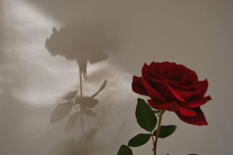 Morning shadow Angela Hayes, Rose In Hand, Red Roses Wallpaper, Aesthetic Roses, Rosé Aesthetic, Single Rose, Rose Wallpaper, Laptop Wallpaper, Red Aesthetic