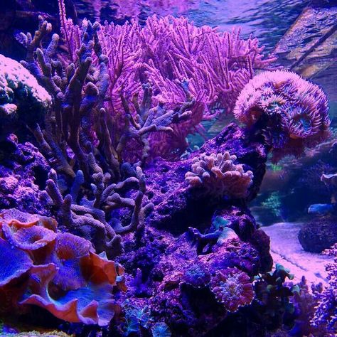 Coral Reef Aesthetic, Reef Aesthetic, Aesthetic Underwater, Aesthetic Aquarium, Coral Aesthetic, Coral Reef Photography, Ocean Purple, Animals Jokes, Aquarius Aesthetic