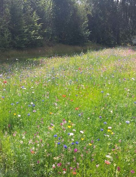 Flowery Fields Aesthetic, Meadow Aesthetic, Flowery Meadow, Express Emotions, The Language Of Flowers, Wild Flower Meadow, Wildflower Garden, Aesthetic Japan, Language Of Flowers