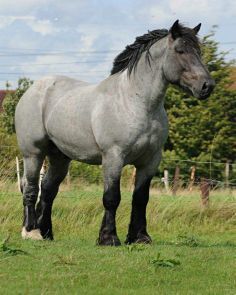 Belgian Draft Horse animals horses animal Belgian Draft, Draft Horse Breeds, Belgian Draft Horse, Belgian Horse, Belgian Blue, Draft Horse, Big Horses, Blue Roan, Dream Horse