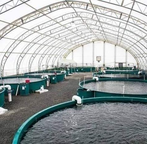 Fish Farming Ponds, Tilapia Farming, Food Hawaii, Catfish Farming, Aquaculture Fish, Aqua Farm, Shrimp Farming, Aquaponics Greenhouse, Backyard Aquaponics