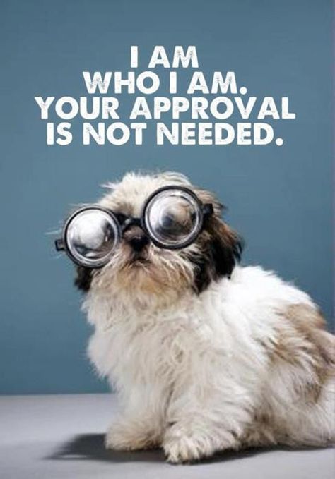 i-am-who-i-am Funny Dog Photos, Oita, A Quote, Shih Tzu, Picture Quotes, Great Quotes, Puppy Love, Funny Dogs, Inspirational Words