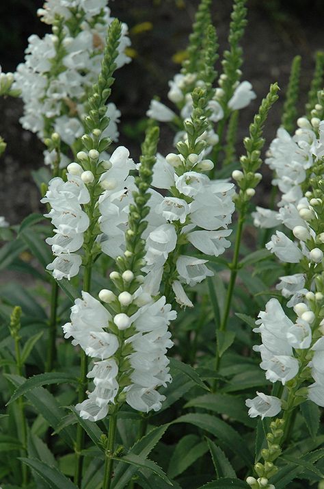 Miss Manners Obedient Plant (Physostegia virginiana 'Miss Manners') at Wallitsch Garden Center Miss Manners, Obedient Plant, Raised Garden Bed Plans, Cedar Raised Garden Beds, Herbaceous Perennials, Low Maintenance Plants, White Gardens, Bedding Plants, Tree Farms