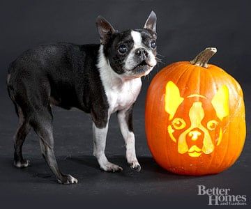 22 Downloadable Dog Breed Pumpkin Stencils Boston Terrier Pumpkin, Dog Pumpkin Carving, Pumpkin Carving Patterns Free, Pumpkin Carving Stencils Free, Pumpkin Stencils Free, Dog Stencil, Pumpkin Stencils, Dog Pumpkin, Easy Pumpkin Carving