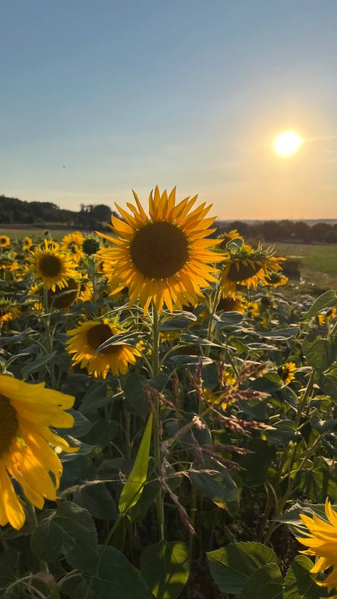 Summer Sunshine Aesthetic, Sunflower Field Aesthetic, Fall Reset, Lal Mirch, Sunflower Aesthetic, Sunshine Wallpaper, Growing Sunflowers, Sunflower Photography, Field Wallpaper