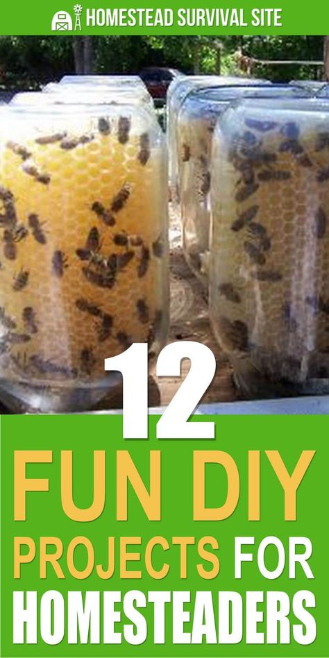 Backyard Beehive, Homesteading Diy, Homestead Farm, Homesteading Skills, Homestead Living, Food Production, Urban Homesteading, Backyard Farming, Homestead Survival