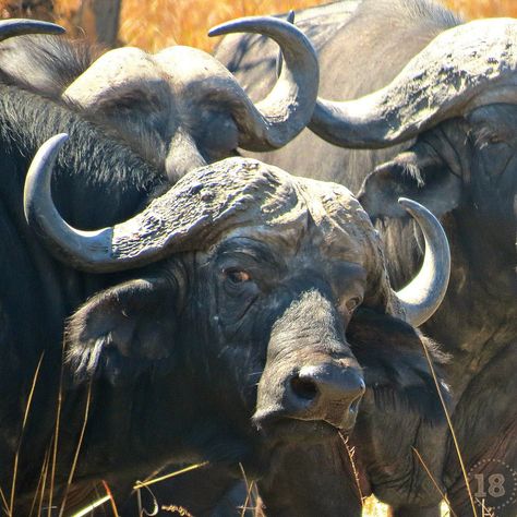 "What??” An african buffalo with an attitude is one buffalo to leave alone. We kept driving. (safari in Zambia)  #WeAreTravelers African Wildlife Photography, Leave Alone, Big Deer, African Buffalo, Africa Wildlife, Dangerous Animals, Africa Safari, Water Buffalo, Wildlife Artists