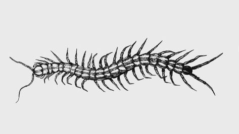 Millipede Tattoo, Centipede Tattoo, Wrap Around Tattoo, Insect Tattoo, Spine Tattoos, Tattoo Design Ideas, Bugs And Insects, Tattoo Design Drawings, Tat Ideas