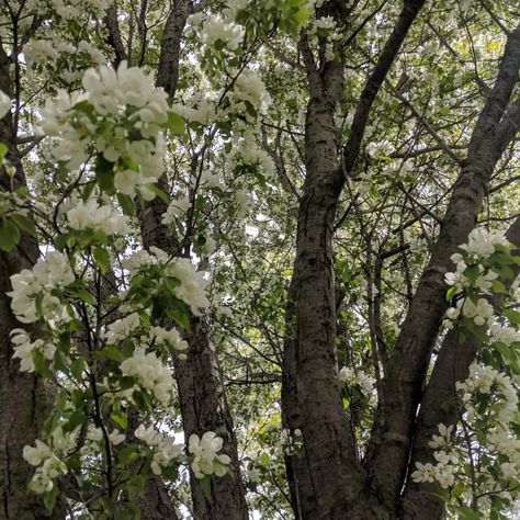 Green Aesthetic Notion, Aesthetic Notion Cover, Matcha Green Aesthetic, Notion Cover, Mint Aesthetic, Aesthetic Notion, Matcha Green, Outdoor Inspirations, Cherry Tree