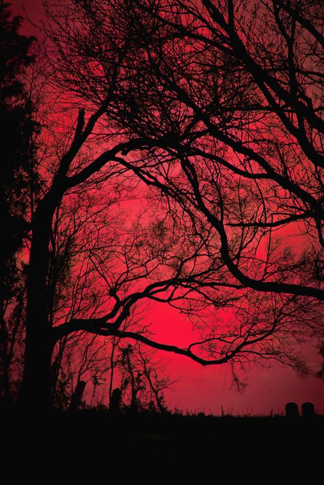 Red Sky Pictures, Photos, and Images for Facebook, Tumblr, Pinterest, and Twitter Red Sky, The Sky, The Sun, Trees, Sun, Red