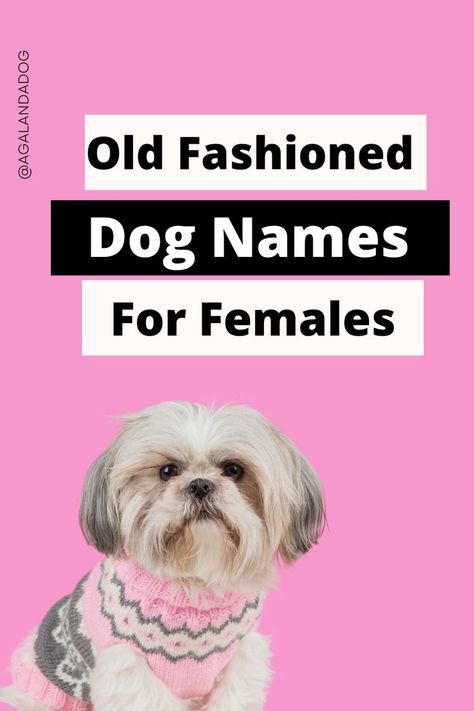 Photo of a little dog in a sweater.  Text reads old fashioned dog names for females. Female Dog Names List, Female Name Ideas, Best Female Dog Names, Old Female Names, Old Lady Names, Dogs Names List, Old Fashioned Names, Female Dog Names, Grandma Names