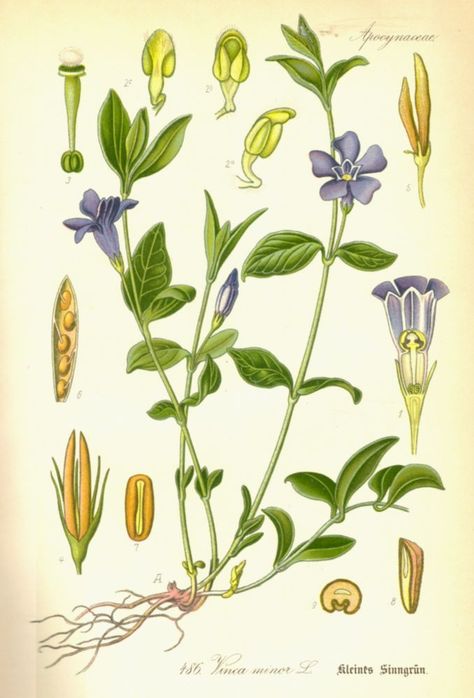 Apocynaceae Vinca minor Creeping Myrtle, Vinca Minor, Periwinkle Flowers, Indoor Flowering Plants, Poisonous Plants, Illustration Botanique, Ground Cover Plants, Scientific Illustration, Botanical Drawings