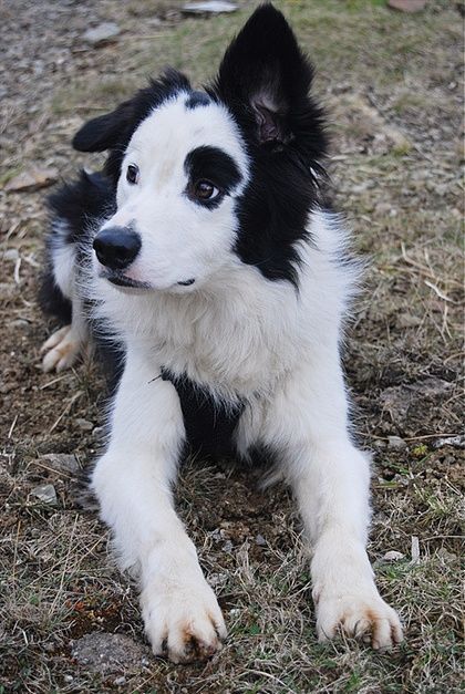 Puppy. Dog. Black and White. Spots. Floppy Ears. SO cute. Adorable. Fluffy Bunny Bun, Doggy Quotes, Animal Instinct, Collie Puppies, Border Collie Puppies, Cutest Dogs, Border Collie Dog, Herding Dogs, Australian Shepherds