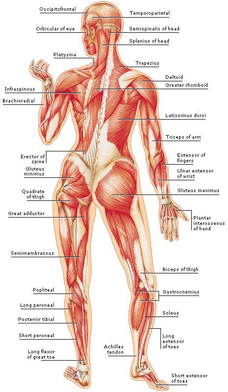 Body Muscle Anatomy, Punkty Spustowe, Human Muscle Anatomy, Body Muscles, Basic Anatomy And Physiology, Yoga Anatomy, Výtvarné Reference, Human Body Anatomy, Muscular System