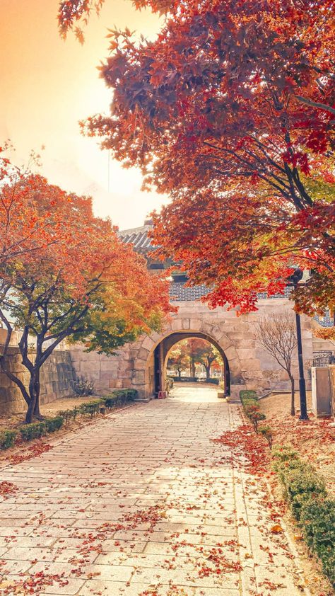 Korean Fall Wallpaper, Seoul Autumn Aesthetic, Korean Landscape Aesthetic, Korea Background, Fall In Korea, Seoul Photography, Korea Autumn, Autumn In Korea, Road Painting