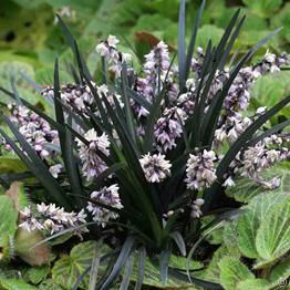 Ophiopogon planiscapus Niger - A2 Ophiopogon Planiscapus, Ophiopogon Japonicus, Black Mondo Grass, Goth Garden, Gothic Garden, Most Beautiful Gardens, Perennial Garden, Ornamental Grasses, Ground Cover