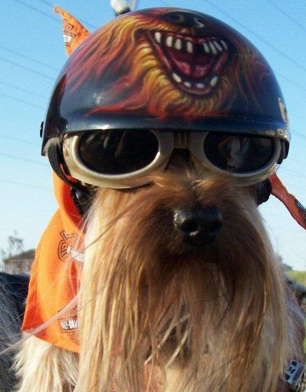 HARLEY THE BIKER DOG | Flickr - Photo Sharing! Cute Dog Halloween Costumes, Dog Helmet, Biker Dog, Dog Halloween Costumes, Pink Zebra, Dog Halloween, Funny Animal Pictures, Little Dogs, Mans Best Friend