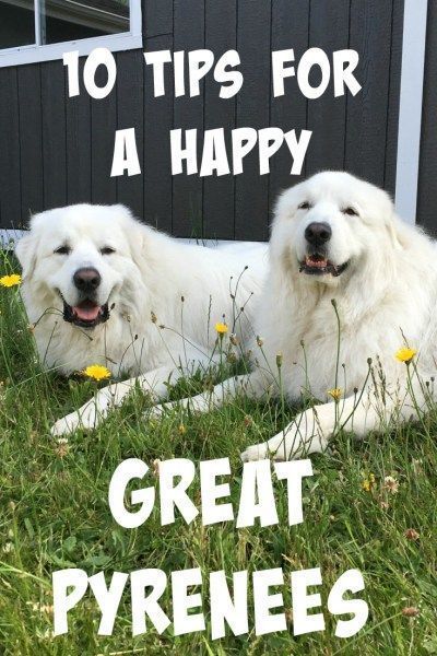 House Animals, Pyrenees Puppies, Great Pyrenees Puppy, Pyrenean Mountain Dog, Bernese Mountain Dogs, Saint Bernards, Livestock Guardian Dog, Livestock Guardian, Great Pyrenees Dog