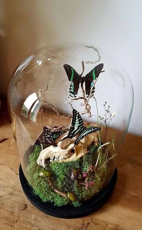 a refined Halloween terrarium with moss, branches, a skull and black and green butterflies and some twigs Halloween Terrarium, Halloween Cloche, Oddities Decor, Cloche Decor, Taxidermy Decor, Green Butterflies, نباتات منزلية, Taxidermy Art, Easy Halloween Decorations