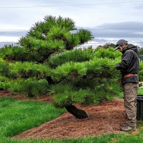 Korean Pine Tree, Pine Tree Nursery, Japanese Black Pine Tree, Japanese Pine Tree, Mountain Garden, Japanese Black Pine, Landscape Nursery, Black Pine, Japan Garden