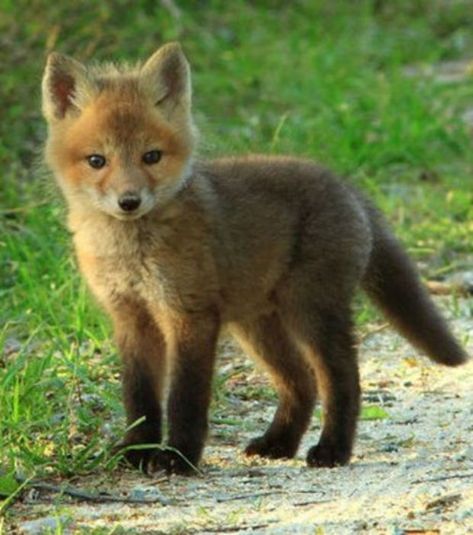 fox baby Funny Foxes, Fuchs Baby, Fox Pictures, Baby Animals Pictures, Pet Fox, Super Cute Animals, Baby Animals Funny, Baby Fox