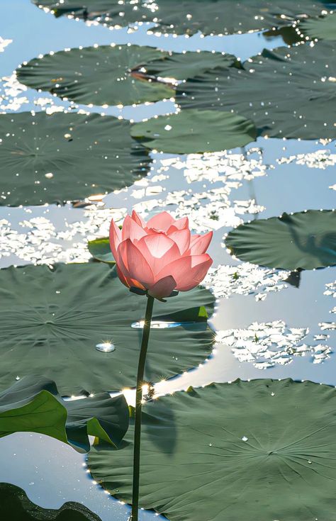 Lotus Flower Wallpaper, Trending Pins, Nothing But Flowers, Cute Flower Wallpapers, Photography Wallpaper, Exotic Flowers, Nature Aesthetic, Flower Pictures, Scenery Wallpaper