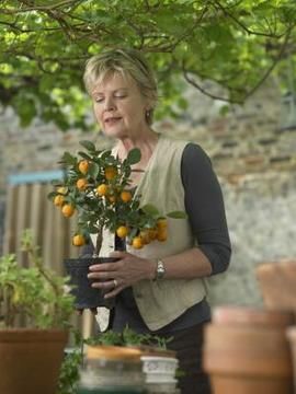 Michael Blann/Digital Vision/Getty Images Apricot Trees, Fruit Trees In Containers, Tangerine Tree, Apricot Tree, Growing Fruit Trees, Mandarin Oranges, Citrus Trees, Tree Seeds, Growing Fruit