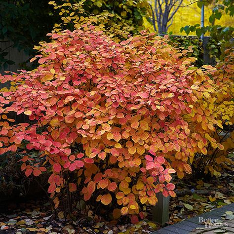 A Southeastern native, Fothergilla has a lot to offer for modern landscapes. Growing just 1 to 4 feet tall and 2 to 4 feet wide, this compact shrub can be tucked into a perennial border or a narrow foundation planting. It prefers rich, slightly moist, acidic soil and a sunny to partially sunny location. It’s prized for its white, bottlebrushlike spikes of fragrant spring flowers and spectacular fall foliage. Zones 5-8 Seasonal Highlights: Fall: Leaves turn shades of red, orange, and scarlet.... Contemporary Landscaping, Fall Landscaping, Acidic Soil, Perennial Border, Foundation Planting, Garden Shrubs, Modern Landscaping, Autumn Garden, Trees And Shrubs