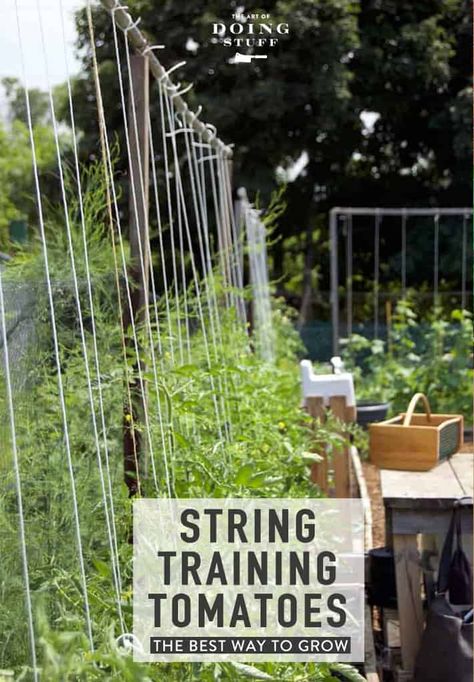 The Best Way to Stake Tomatoes is With a Piece of String. Stringing Up Tomato Plants, Stringing Tomatoes Plants, Tomatoe Stakes Ideas Diy, Tomato String Trellis, Tomato Stakes Ideas, Tomato Support Ideas, Tomato Cages Diy, Tomatoes In Garden, Tomato Trellis Ideas