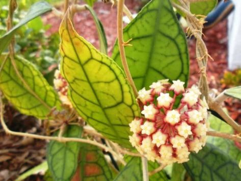 Hoya finlaysonii (Wax Plant) Hoya Finlaysonii, Blooming Succulents, Wax Plant, Green Veins, Growing Succulents, Plant Information, Succulent Gardening, Growing Tips, Desert Plants