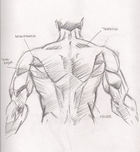 #anatomy #back_muscles #human_anatomy #back #muscles #reference #human #body #sketch Back Sketch Male, Back Muscles Drawing, Muscles Drawing, Back Drawing, Human Sketch, Human Body Drawing, Spiderman Art Sketch, Naruto Sketch Drawing, Man Sketch