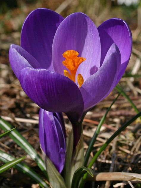 Crocus vernus (Dutch Crocus)  #crocus #plantopedia #FloweringPlant #flowers #FloweringPlants #flower #blooming #FlowerGarden Crocus Vernus Flower, Spring Crocus Flower, Purple Crocus, Crocus Flowers, Spring Blooming Flowers, Purple Pages, Crocus Flower, Nature Plants, Spring Bulbs