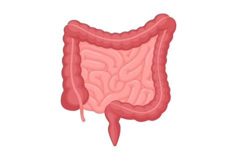 Intestines Anatomy, Abdominal Cavity, Small Intestine, Science Crafts, The Dating Divas, Large Intestine, Female Fitness Model, Anatomy Drawing, Healthy Beauty