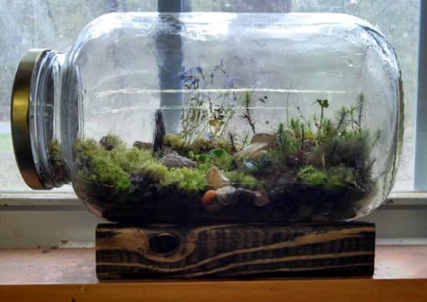 Homemade terrariums! No need to water them - they have their own ecosystem! Garden Ideas Homemade, Kaktus Dan Sukulen, Mini Terrarium, Bottle Garden, Moss Terrarium, Moss Garden, Terrarium Diy, Garden Terrarium, Indoor Gardens