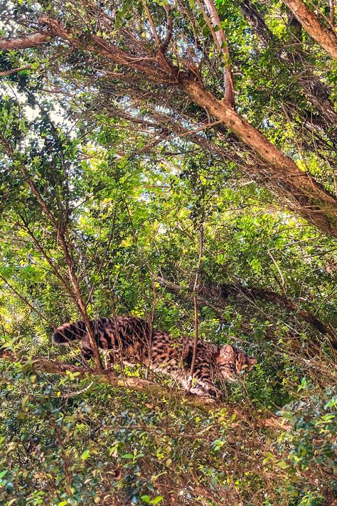 Observed: Valdivian Rainforest, Palena, Los Lagos, Chile, November 2022 Valdivian Rainforest, Small Wild Cats, In November, Wild Cats