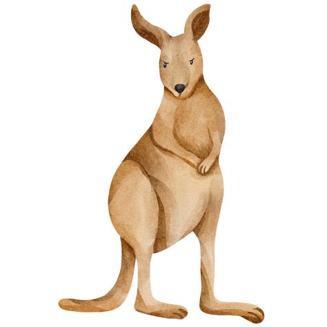 Watercolor Kangaroo, Australia Pics, Kangaroo Clipart, Bike Rodeo, Kangaroo Drawing, Kangaroo Illustration, Bottle Paintings, Book Animation, Kangaroo Art