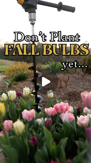 Tracy Crosland 🌸 on Instagram: "What bulbs are you planting this fall? 🌷🌷🌷 Last fall we planted 5000 buttercup (daffodil) bulbs with the @power_planter auger! 🤭

Consider using a Power Planter auger 🌱 to get your bulbs in the ground quickly and easily. 💪 You can use the one I have (3” diameter x 30” length) or get a smaller one you can use with any brand 20v drill. 👏 I have a Power Planter auger that is 6” long and a couple more that are 12” long.  All of these are ideal for planting bulbs! 🥳

What questions do you have about augers and fall bulbs? What bulbs are you planting this fall? 🌷🌷🌷

#fallbulbs #fallplanting #fallgardening #fallgarden #plantingbulbs #tulips #plantingtips #daffodils #crocus #hyacinth #cottagegardening #flowergardening #gardening #plantingflowers #gardeni Spring Bulbs Garden, Daffodils Planting, Bulb Planting, Fall Bulbs, What Questions, Lily Bulbs, Daffodil Bulbs, Garden Bulbs, Spring Bulbs