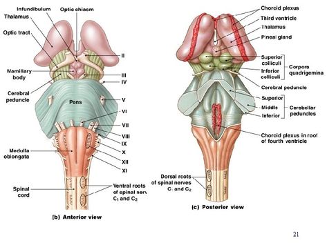 Anatomy of brainstem, Features of medulla oblongata, pons & midbrain Medulla Oblongata Anatomy, Pons Anatomy, Medulla Oblongata, Spinal Cord Anatomy, Glossopharyngeal Nerve, Hypoglossal Nerve, Circle Of Willis, Substantia Nigra, Anatomy Bones