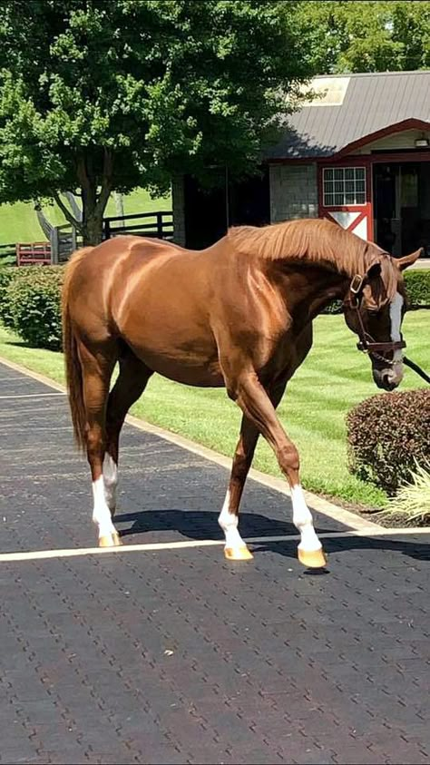 Horse Calendar, Stud Farm, Horse Lead, Funny Horse Pictures, Horsey Life, California Chrome, Horse Markings, Equestrian Aesthetic, Horse Riding Clothes