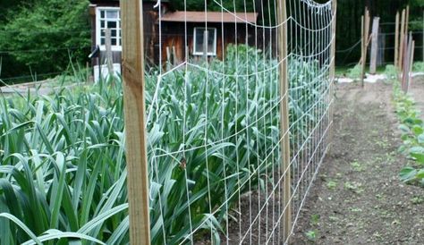 5 Fun Ideas for a Sugar Snap Pea Trellis - Hobby Farms Sugar Snap Pea Trellis, Pea Trellis Ideas, Trellis For Peas, Snap Pea Trellis, Diy Garden Trellis Ideas, Cattle Panel Trellis, Sugar Snap Pea, Garden Ideas Diy Cheap, Garden Trellis Ideas