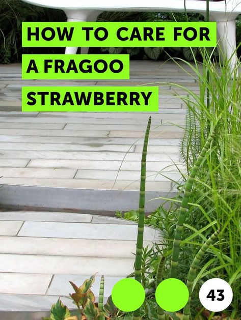 How to Care for a Fragoo Strawberry. Strawberries are bright, colorful vining plants in gardens, pots and hanging planters. "Fragoo Pink" strawberries bring even more color, with bubblegum-pink blooms and 3-foot runners. This strawberry cultivar requires standard strawberry care in regard to sun, soil and nutrition, and can last for years in the... Esperanza Plant, Donkey Ears, Horticultural Therapy, Hanging Plants Indoor, A Donkey, Tall Flowers, Early Winter, Growing Roses, Peace Lily