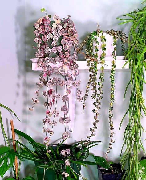 Variegated String Of Hearts, String Of Turtles, String Of Hearts Plant, String Of Pearls Plant, String Of Hearts, Plant Decor Indoor, Perfect House, Plant Aesthetic, Starter Plants