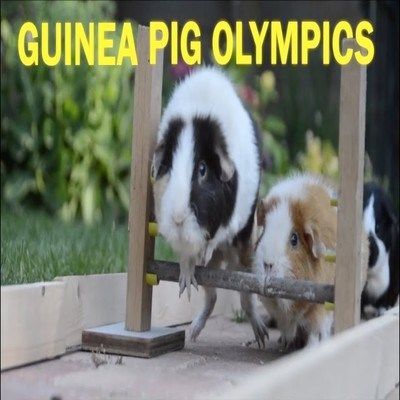 Guinea Pig Olympics | CutesyPooh Funny Guinea Pigs Videos, Guinea Pig Videos, Funny Guinea Pigs, Guinnea Pig, Best Small Pets, Pig Photo, Guinea Pig Cages, Pig Gif, Guinea Pigs Funny