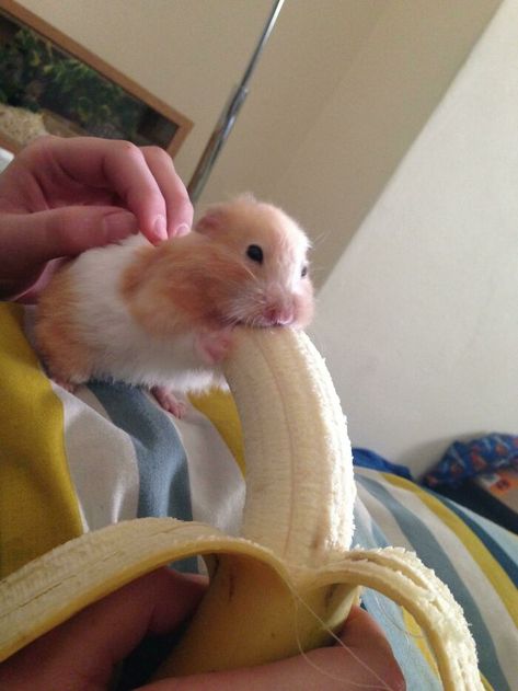 Hamster Eating A Banana Banana Meme, Hamster Eating, Eating Bananas, Funny Hamsters, A Hamster, Cute Rats, Funny Animal Photos, Cute Hamsters, Silly Animals