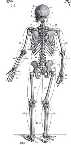 Skeleton From The Back, Skeleton From Behind, Skeletons Reference, Human Skeleton Labeled, Skeleton Labeled, Spine Drawing, Fig Drawing, Skeleton Knight, Skeleton Back