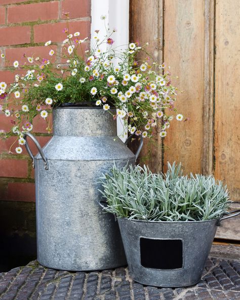 Introduce some rustic charm to your garden or patio with our galvanised milk churn.   Designed with two small handles for easy moving, this lightweight planter is perfect as both a gift or centrepiece for showcasing your beautiful blooms.   Galvanised Milk Churn, GMC42   #MyIvyline #Ivyline #OutdoorPlanters #GardenDesign #HomeDecor Milk Churn, Rustic Planters, Plant Health, Easy Plants, Garden Kits, Outdoor Planters, Beautiful Blooms, Container Plants, Front Garden