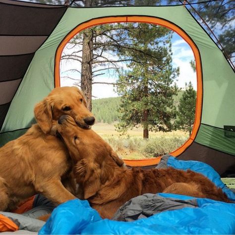 Life is Just Better With A Dog (29 Photos) - Suburban Men Dogs Cuddling, Dog Cuddles, Dog Camping, Long Haired Dachshund, Dog Adventure, Pretty Dogs, Dachshund Dog, Beautiful Dogs, Mans Best Friend