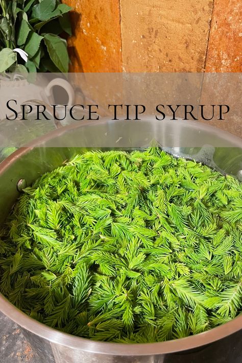 Spruce tip syrup is especially loved by our family for its unique flavor profile. However, spruce tips are also very beneficial for health. Spruce Tip Syrup, Herbalist Garden, Mead Recipe, Spruce Tips, Flavor Profiles, Pine Cone, Mocktails, Bars For Home, Taste Buds