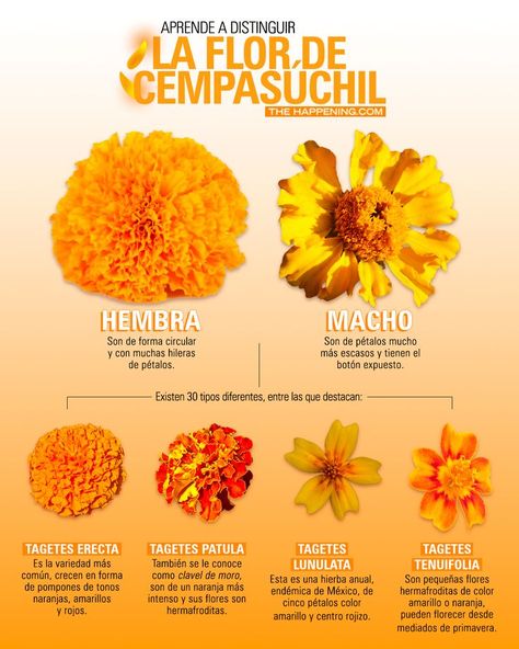 Conoce cómo distinguir una flor de cempasúchil hembra o macho. Mexican Shredded Beef, Dia De Los Muertos Decorations Ideas, Mexican Culture Art, Hispanic Culture, Mexico Culture, Plant Hacks, Shredded Beef, Future Wedding Plans, Form Design